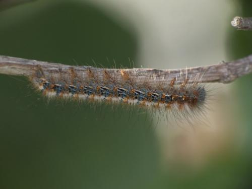 Lasiocampa quercus